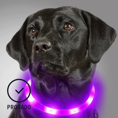 Los mejores collares luminosos para perros