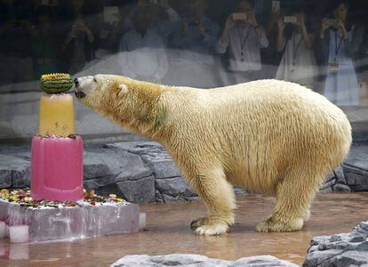 El oso polar Inuka en el zoológico de Singapur el 16 de diciembre de 2015.