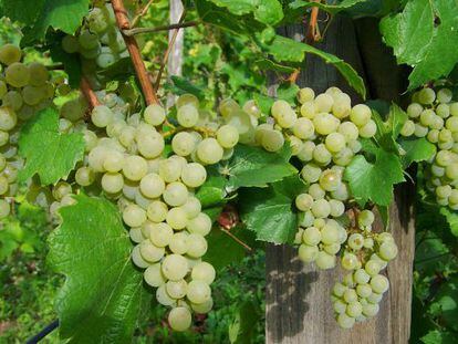 Laboratorios de Valladolid crean una nueva especia a partir de la uva
