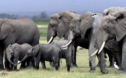 Manada de elefantes en el Parque Nacional de Amboseli ( Kenia), en 2001.