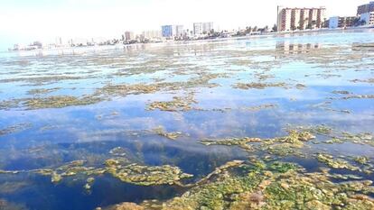 Algas en el mar Menor, en la zona cercana a San Javier, hace una semana.