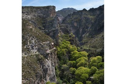 A pocos minutos del centro de Granada, el río Monachil ha horadado una estrecha garganta en la base del macizo de Sierra Nevada. Se puede recorrer por una emocionante ruta (tres horas ida y vuelta, dificultad media) con tramos elevados de mucho patio (en la foto), un puente colgante de 63 metros e incluso un pasadizo, que obliga a agacharse en su sección más angosta, la Cueva de las Palomas.