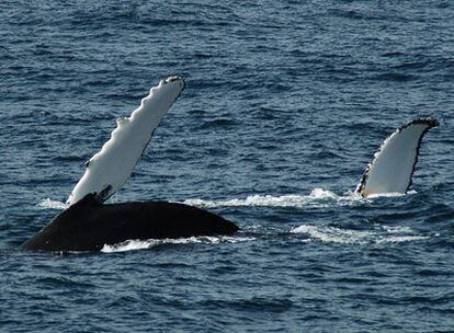 Dos ballenas avistadas durante los ensayos del nuevo sistema.