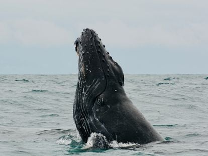 Una cría de ballena en el Golfo de Cupica, en el departamento de Chocó (Colombia), el 23 de junio de 2023.
