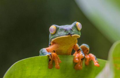 Una rana trepa sobre una hoja en la selva tropical de Boca Tapada (Costa Rica).