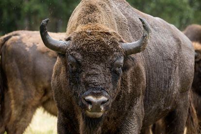 Un ejemplar de bisonte europeo en la finca La Perla, en Cubillo (Segovia).