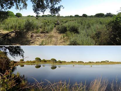 La laguna del Moral de Doñana fotografiada desde el mismo punto, abajo en 2011 y arriba en 2020.