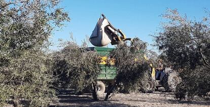 Trabajos de recogida de la aceituna en la localidad sevillana de Arahal.