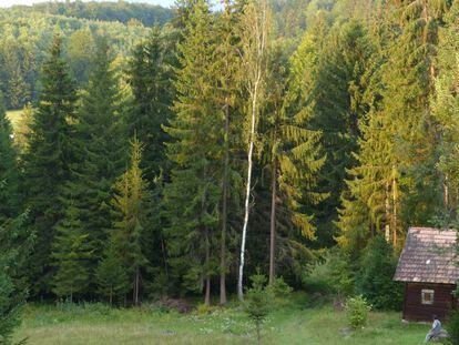 Un hombre observa el bosque de Transilvania, en Rumanía.