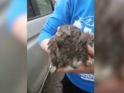 Un ciudadano ruso, que ha adoptado a la felina, se percató de la presencia del animal cuando realizaba un viaje de 250 kilómetros hasta su casa
