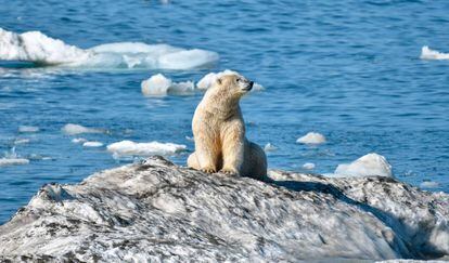 Un oso polar en la isla de Wrangel, en Rusia.