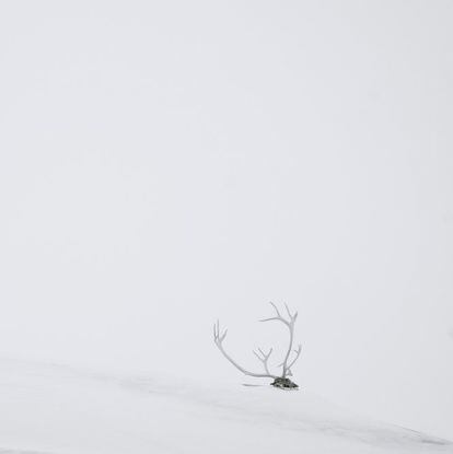 Los nativos de Groenlandia son pescadores y cazadores. Los cuernos de  reno se exhiben en las casas