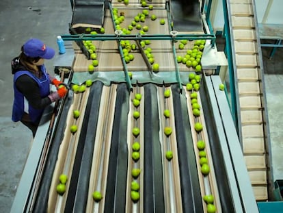 Una Mujer selecciona frutas en una planta procesadora en Neuquén, Argentina.