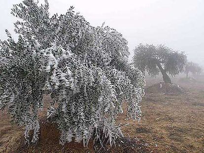 Paisaje con olivos nevados en Lleida