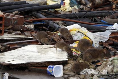 Las ratas, fuera de El Gallinero | Sociedad | EL PAÍS