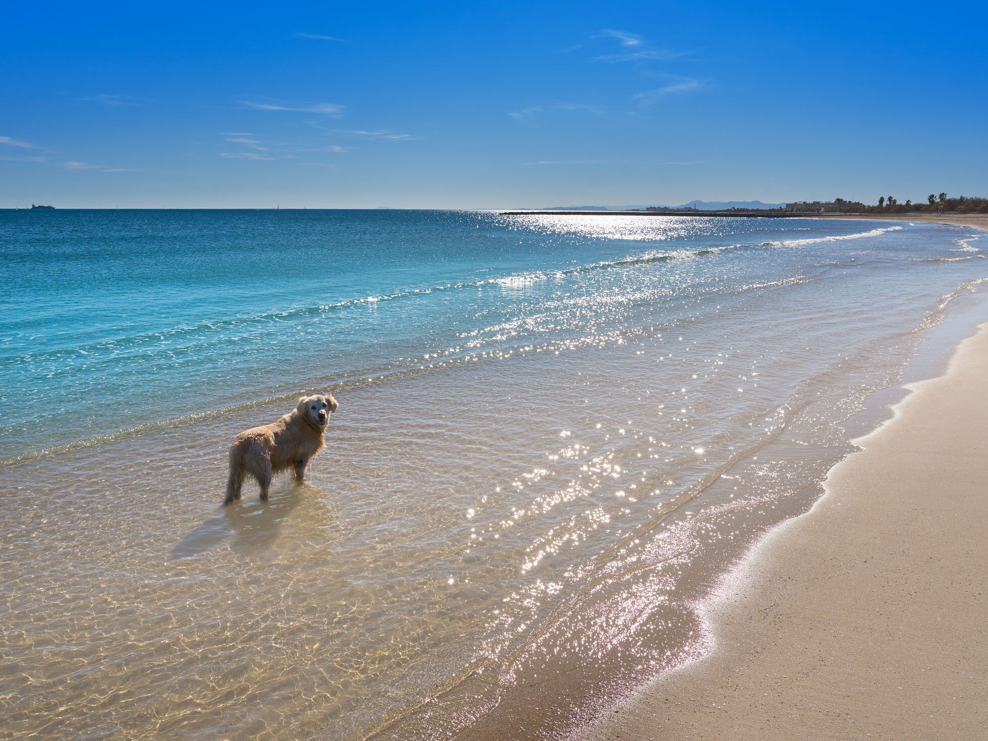 Comenzar buque de vapor Triturado Las mejores playas para ir con perros en España | Estilo de vida | EL PAÍS