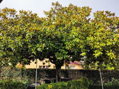 Las magnolias, grandes, blancas y fragantes, las flores que regala el  verano | Estilo de vida | EL PAÍS