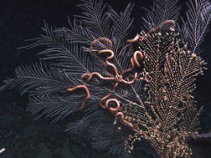 Anémonas y estrellas de mar en los brazos de corales en el Golfo de México.