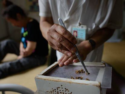 La medicina tradicional xinesa fa servir agullons d'abella contra el càncer.