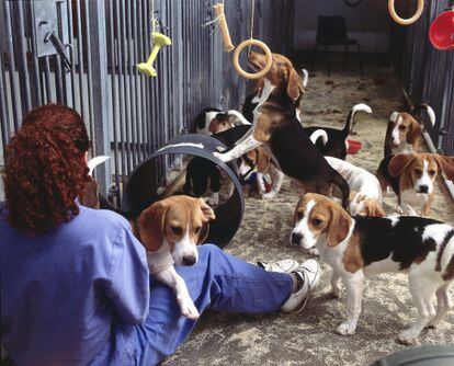 Perros beagle juegan con su cuidadora en un laboratorio.