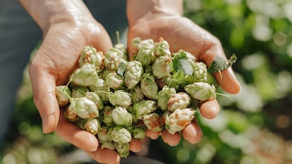 Flores de lúpulo, recogidas en Abegondo.