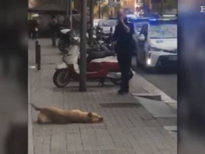 Imagen del perro abatido en Barcelona.