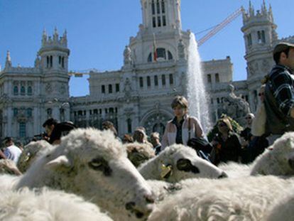 Un rebaño de ovejas pasa por delante de la Cibeles, frente al antiguo palacio de comunicación y actual sede del ayuntamiento