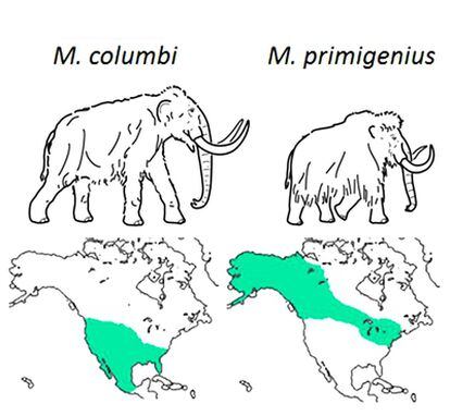 Dibujo y distribución geográfica de dos especies de mamut: el lanudo (derecha) y el columbino (izquierda).