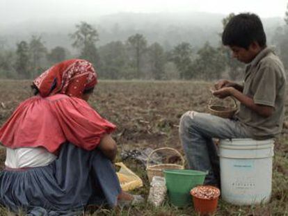 Un documental del cineasta Alberto Cortés homenajea la cultura indígena a través de un recorrido por las distintas fases del cultivo del principal alimento de la dieta mexicana