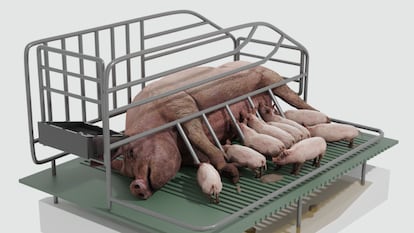 Las macrogranjas, paso a paso: un proceso industrial para criar 53 millones de cerdos al año