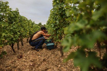 Jornaleros trabajan en los viñedos de Chateau Carbonnieux, en Leognan (Francia), el 17 de agosto de 2022.