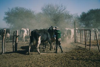 Un hombre trabaja en un establo en Salta, Argentina.