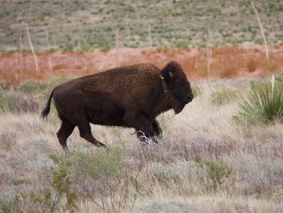 Un bisonte americano en la Reserva Natural El Carmen en 2020.