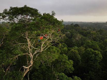 Guacamayos sentados en un árbol en la selva amazónica en Manaus, Brasil.