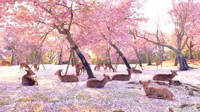 Varios ciervos descansan bajo los árboles en flor en el Parque de Nara, en Japón, el pasado 8 de abril. En vídeo, más imágenes de los animales en el parque tras la reducción drástica del número de visitantes.