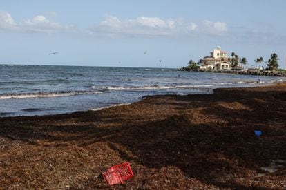 A blanket of sargassum collected on the beach of Yabucoa, in Puerto Rico, on August 12.