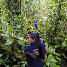 Miembros de la guardia indígena avanzan hacia el último punto en la selva al que pueden llegar sin temor a pisar una mina antipersona.