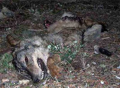 Lobo hallado muerto en el límite norte de la región, en la sierra de Guadarrama.