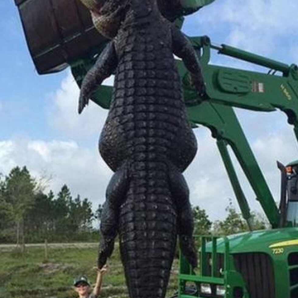 Cazado un cocodrilo monstruoso en una granja de Florida | Internacional |  EL PAÍS