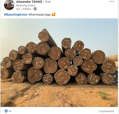 En un post de Linkedin, el presidente de Booming Green muestra troncos de la especie amenazada Pericopsis elata, muy apreciada en mercados internacionales. La empresa de propiedad china controla más de un millón de hectáreas de bosque tropical.