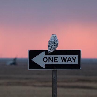 Un búho en un paisaje al atardecer.
