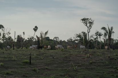 Vacas pastando en un área deforestada cerca del distrito Realidade.