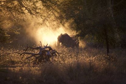 De los m&aacute;s de 2.200 elefantes del parque nacional Gorongosa (Mozambique) se pas&oacute; a unas decenas tras 26 a&ntilde;os de guerra.