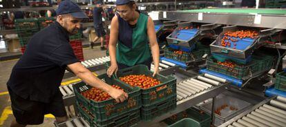 Dos personas rellenan cajas de tomates en Motril (Granada).