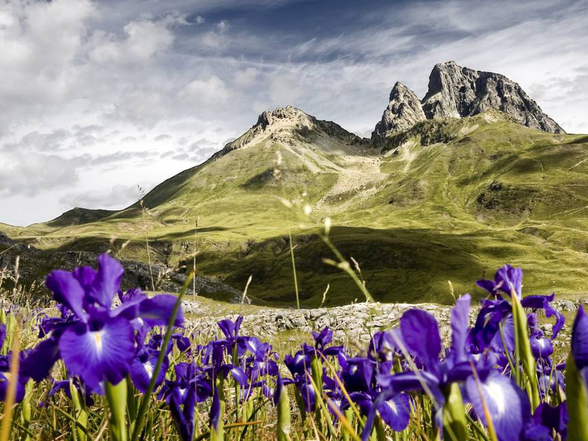 Las ocho flores más bellas del Pirineo y dónde encontrarlas | El Viajero |  EL PAÍS
