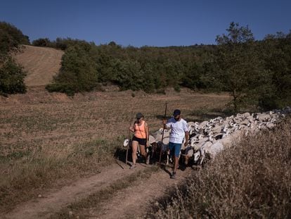 Nereida y Eric caminan junto al rebaño hasta el cercado donde pasan las noches tras el pastoreo.