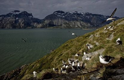 Colonia de albatros de ceja negra en Karukinka (Chile)