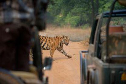Safari para ver tigres de bengala en el parque nacional de Bandhavgarh (India).