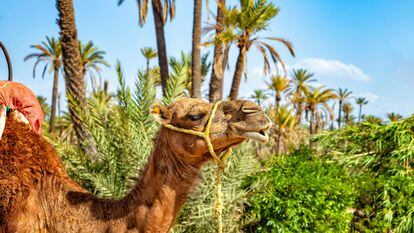 Un dromedario en el palmeral de Marraquech, el mayor oasis de Marruecos.