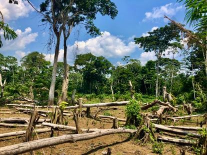 Bosque tropical arrasado para establecer cultivos itinerantes de mandioca. La agricultura de tala y quema es una de las principales causas de deforestación en la Cuenca del Congo.